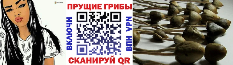 Купить закладки  Полярный  Галлюциногенные грибы GOLDEN TEACHER 